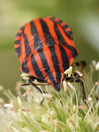 Close-up of insect on plant