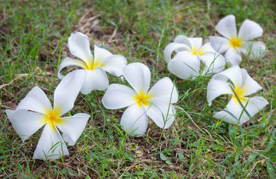 High angle view of white flowering plants on field