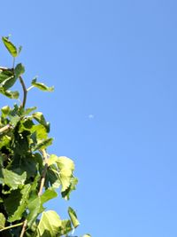 Low angle view of plant against clear blue sky