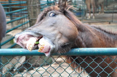 Close-up of horse eating fence