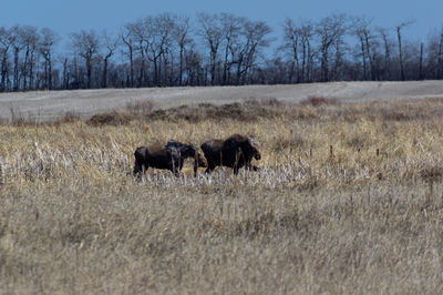 Horses in a field