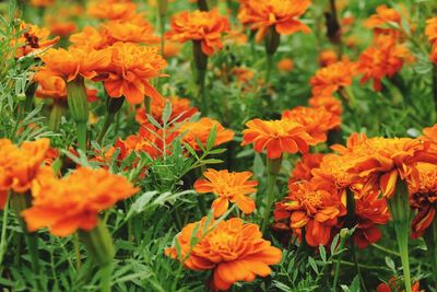 Close-up of orange flowers