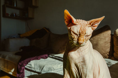 Close-up of a sphynx cat