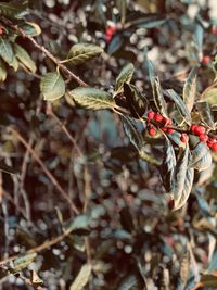 Close-up of berries growing on tree