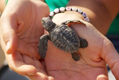 Cropped image of woman holding sea turtle