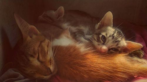 Close-up of cat resting