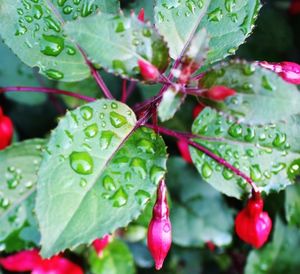 Close-up of water drops on leaf