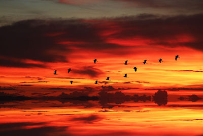 Flock of birds flying in sky during sunset
