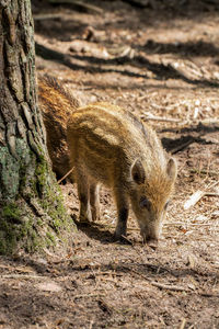 View of an animal on field