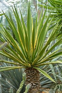 Close-up of palm tree