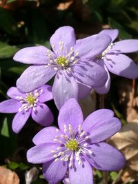 Close-up of purple flowers blooming outdoors