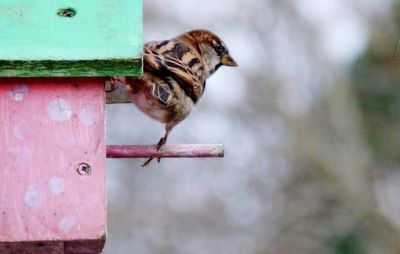 Close-up of bird perching outdoors