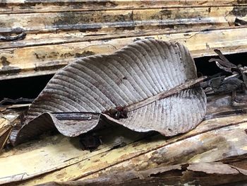 Close-up of lizard on wood