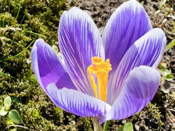 flowering plant