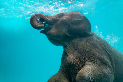 Close-up of elephant swimming in sea