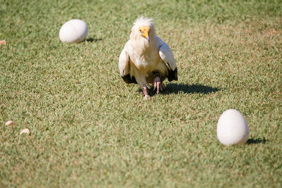 Vulture walking towards egg on over grassy field