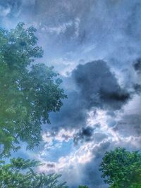 Low angle view of tree against sky