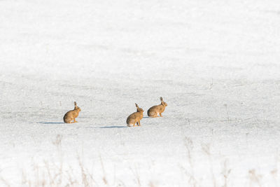 Ducks in a snow