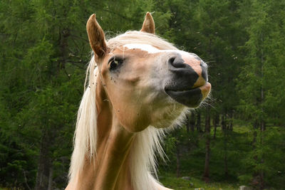 Close-up of horse against trees