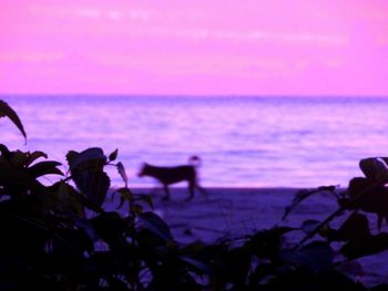 Scenic view of sea against sky at sunset