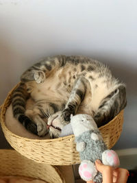 Cat sleeping in basket