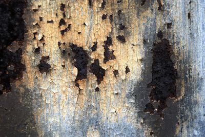 Full frame shot of tree trunk