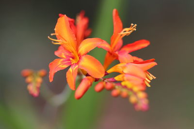 Close-up of orange flowering plant