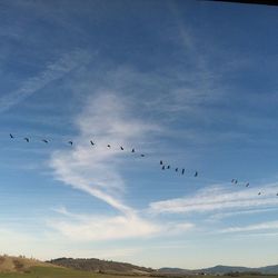 Low angle view of birds flying against sky