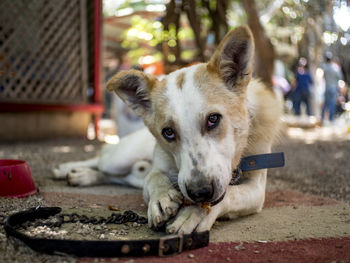 Close-up portrait of dog