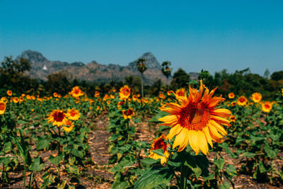 Close-up of sunflowers on field against orange sky