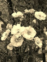 Close-up of white flowers