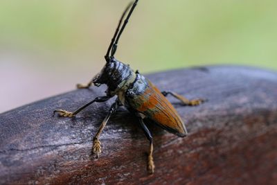 Close-up of insect on wood