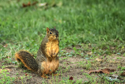 Squirrel on a field