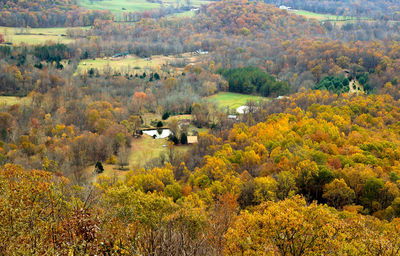 High angle view of trees in forest during autumn