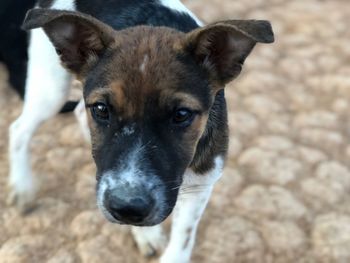 Close-up portrait of dog