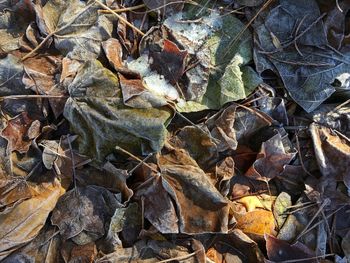 Close-up of leaves