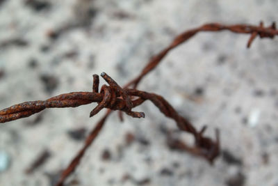 Close-up of barbed wire