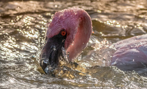 Close-up of duck drinking water in lake