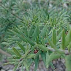 Close-up of plant
