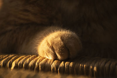 Close-up of cat sleeping