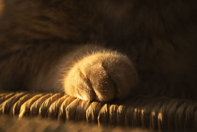 Close-up of cat paws 