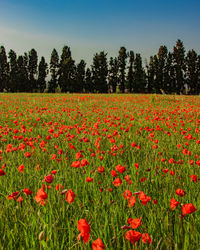 Close-up of red poppy flowers on field against sky