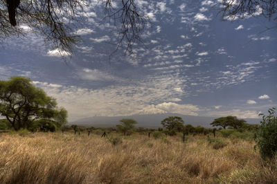 Scenic view of field against sky