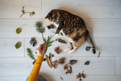 High angle view of cat sitting on table