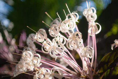 Close-up of insect on purple flower