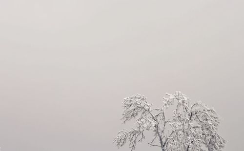 Low angle view of frozen plant against clear sky