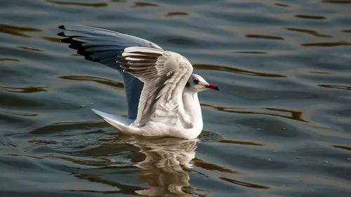 Bird flying over lake