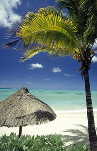 Palm tree and thatched roof at beach