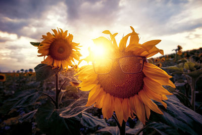 Close-up of sunflower on field against sky