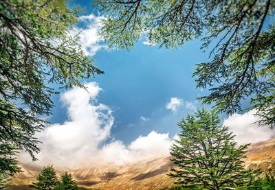 Low angle view of trees against sky